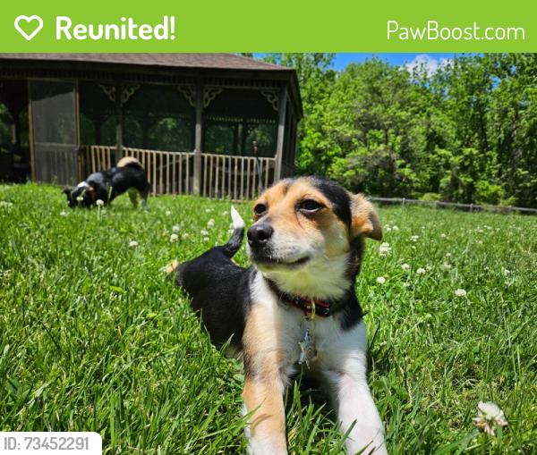 Reunited Female Dog last seen Susquahana, Fort Washington, PA 19034