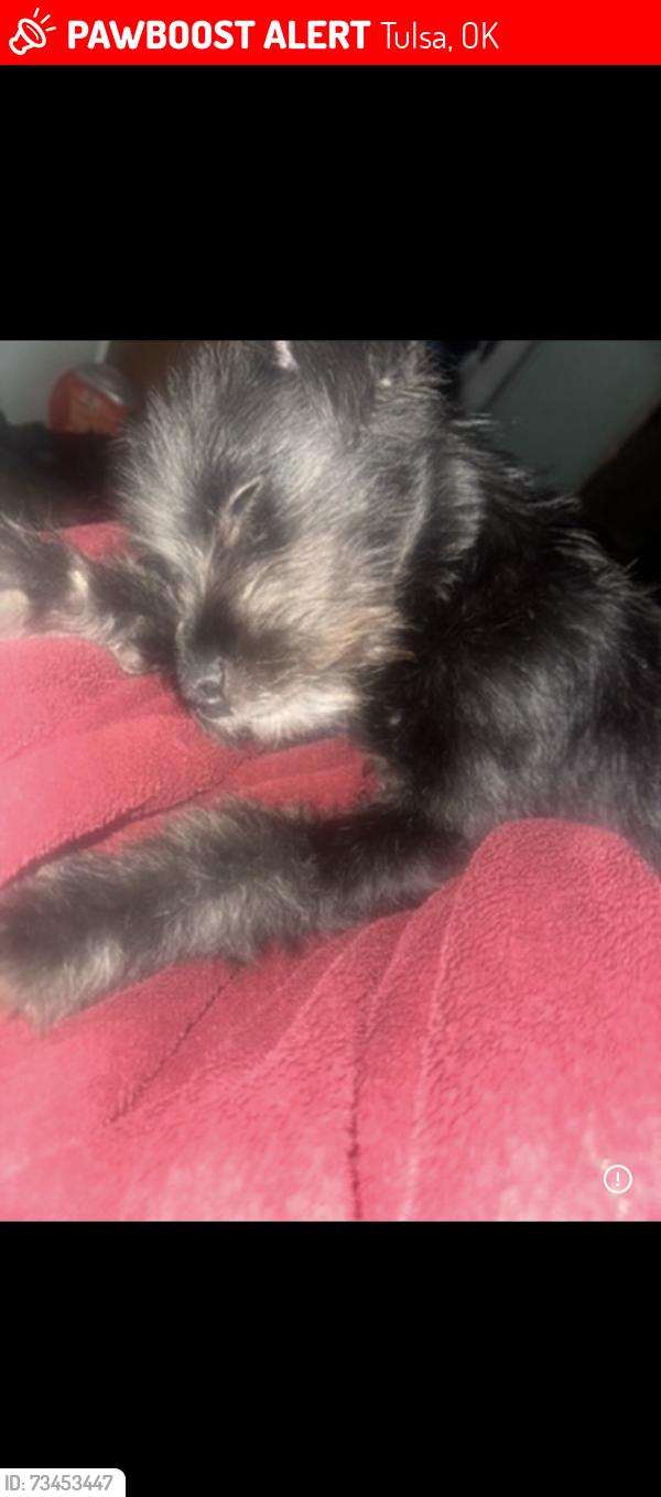 Lost Female Dog last seen Near e Admiral blvd Tulsa ok, Tulsa, OK 74112