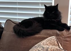 Lost Male Cat last seen Hay Renfroe and Villa Rica Highway, Dallas, GA 30132