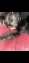 Lost Female Dog last seen Near e Admiral blvd Tulsa ok, Tulsa, OK 74112