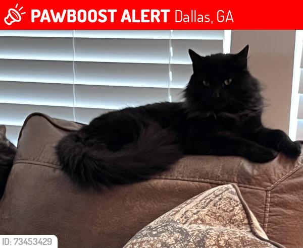Lost Male Cat last seen Hay Renfroe and Villa Rica Highway, Dallas, GA 30132