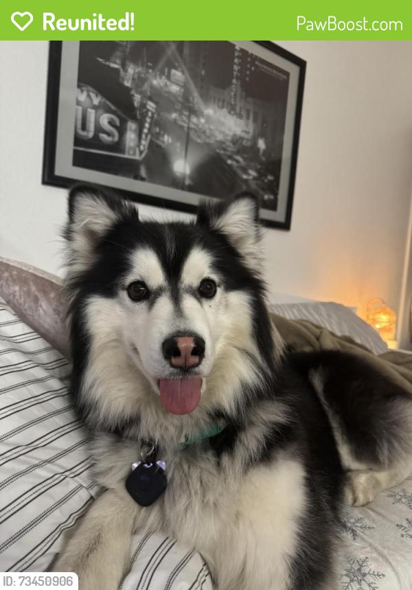 Reunited Female Dog last seen Rio Linda Blvd, Sacramento, CA 95838