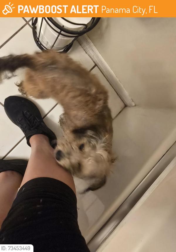 Found/Stray Female Dog last seen Hathaway bridge, Panama City, FL 32405