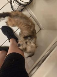 Found/Stray Female Dog last seen Hathaway bridge, Panama City, FL 32405