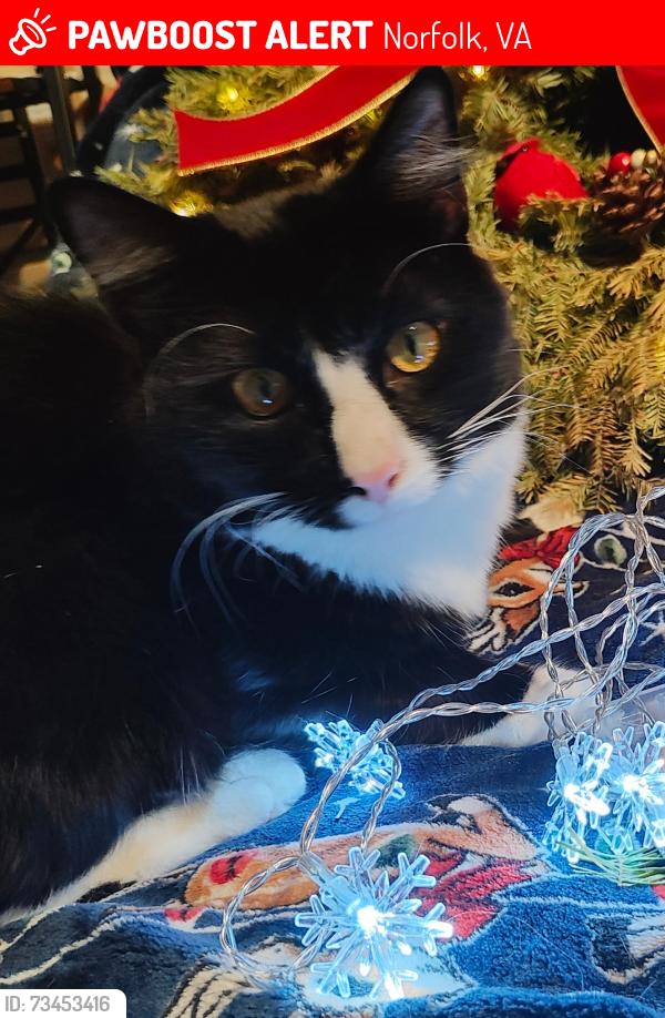 Lost Male Cat last seen Woolsey St, near Sherwood Forest Elementary school, Norfolk, VA 23513