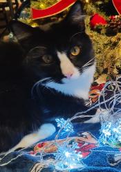 Lost Male Cat last seen Woolsey St, near Sherwood Forest Elementary school, Norfolk, VA 23513