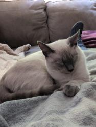 Lost Male Cat last seen Carl Baker Rd, Starr, SC 29684