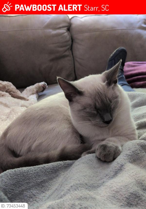 Lost Male Cat last seen Carl Baker Rd, Starr, SC 29684