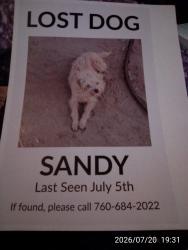 Lost Male Dog last seen La Mesa Rd., Phelan, CA 92371