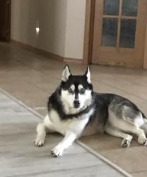 Lost Female Dog last seen Garrets lake Rd, Shawnee, OK 74804