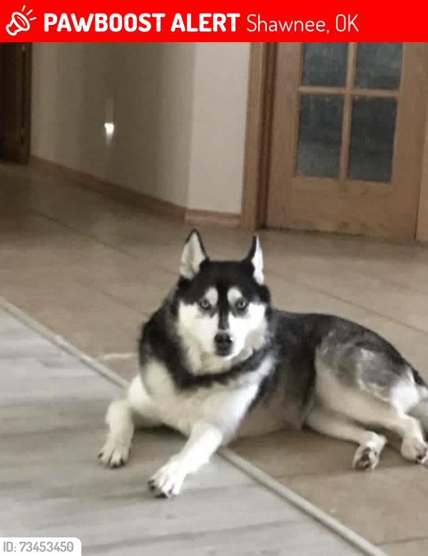 Lost Female Dog last seen Garrets lake Rd, Shawnee, OK 74804