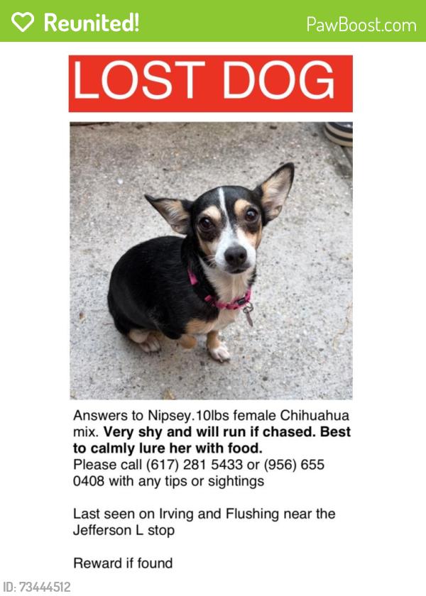 Reunited Female Dog last seen Flushing ave and Wyckoff ave, Brooklyn, NY 11237