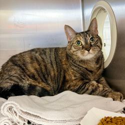 Shelter Stray Female Cat last seen , Animal Care & Control Team of Philly, 111 W Hunting Park Ave, Philadelphia, PA 19140, USA
