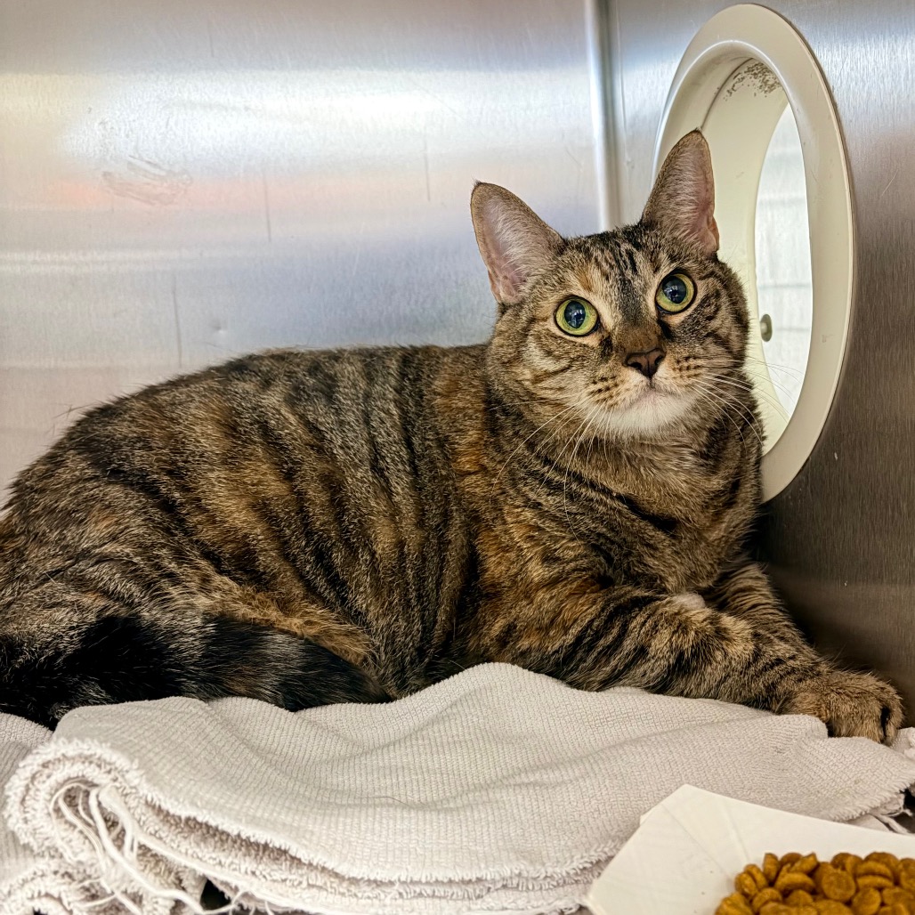 Shelter Stray Female Cat last seen , Animal Care & Control Team of Philly, 111 W Hunting Park Ave, Philadelphia, PA 19140, USA
