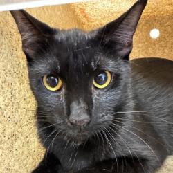 Shelter Stray Female Cat last seen , Animal Care & Control Team of Philly, 111 W Hunting Park Ave, Philadelphia, PA 19140, USA
