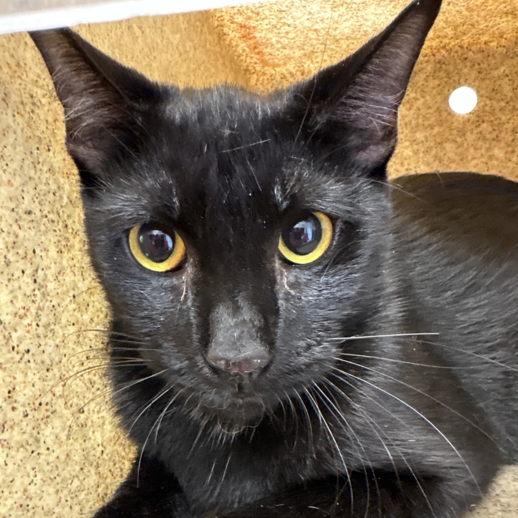 Shelter Stray Female Cat last seen , Animal Care & Control Team of Philly, 111 W Hunting Park Ave, Philadelphia, PA 19140, USA
