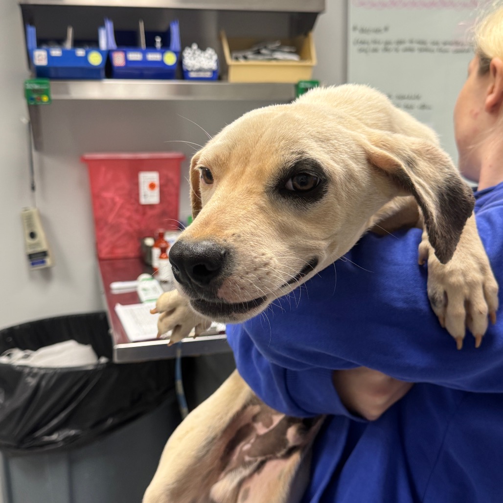 Shelter Stray Male Dog last seen , 328 Furman Hall Rd, Greenville, SC 29609, USA
