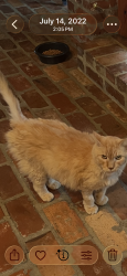 Lost Male Cat last seen Robley Drive, Lafayette, LA 70503
