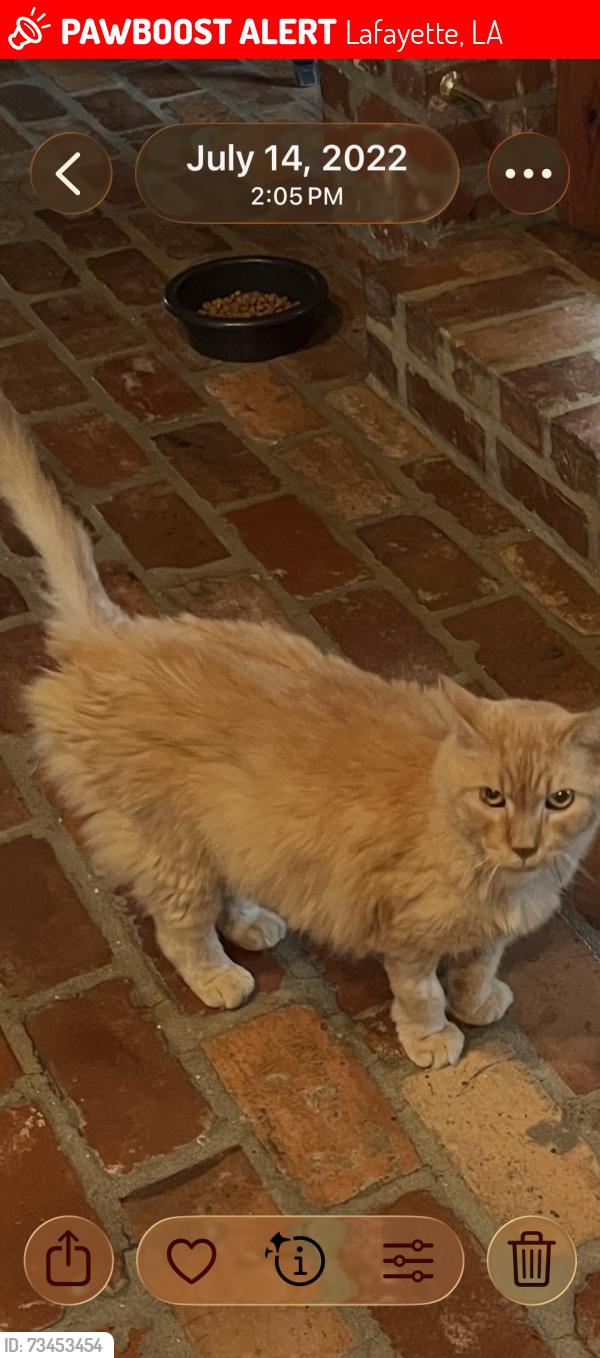 Lost Male Cat last seen Robley Drive, Lafayette, LA 70503