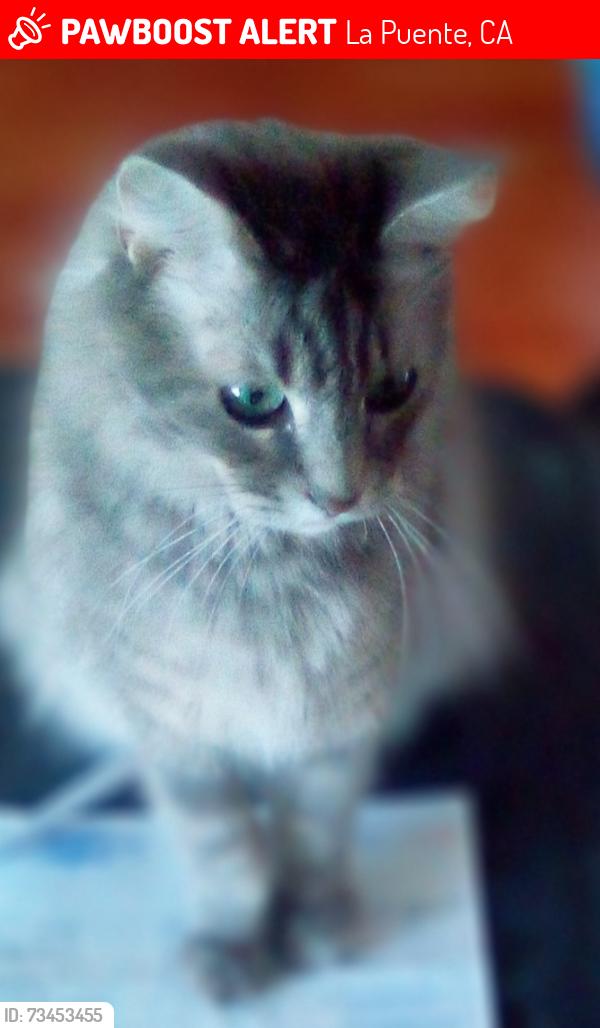 Lost Female Cat last seen Dade and Giordano near Sparks School, La Puente, CA 91744
