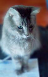 Lost Female Cat last seen Dade and Giordano near Sparks School, La Puente, CA 91744