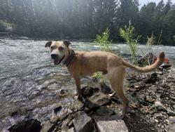 Reunited Male Dog last seen Fox Hollow Trail, Pequea, PA 17565