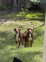 Found/Stray Male Other last seen Near corrinna st, Fayetteville, NC 28301