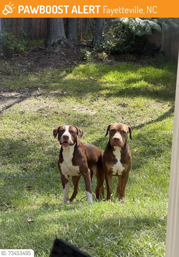 Found/Stray Male Other last seen Near corrinna st, Fayetteville, NC 28301