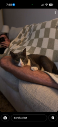 Reunited Male Cat last seen Lorain Rd and w 219th Street, Fairview Park, OH 44126
