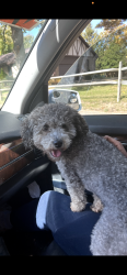 Lost Male Dog last seen Madison, Cincinnati, OH 45231
