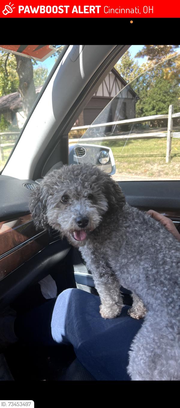 Lost Male Dog last seen Madison, Cincinnati, OH 45231
