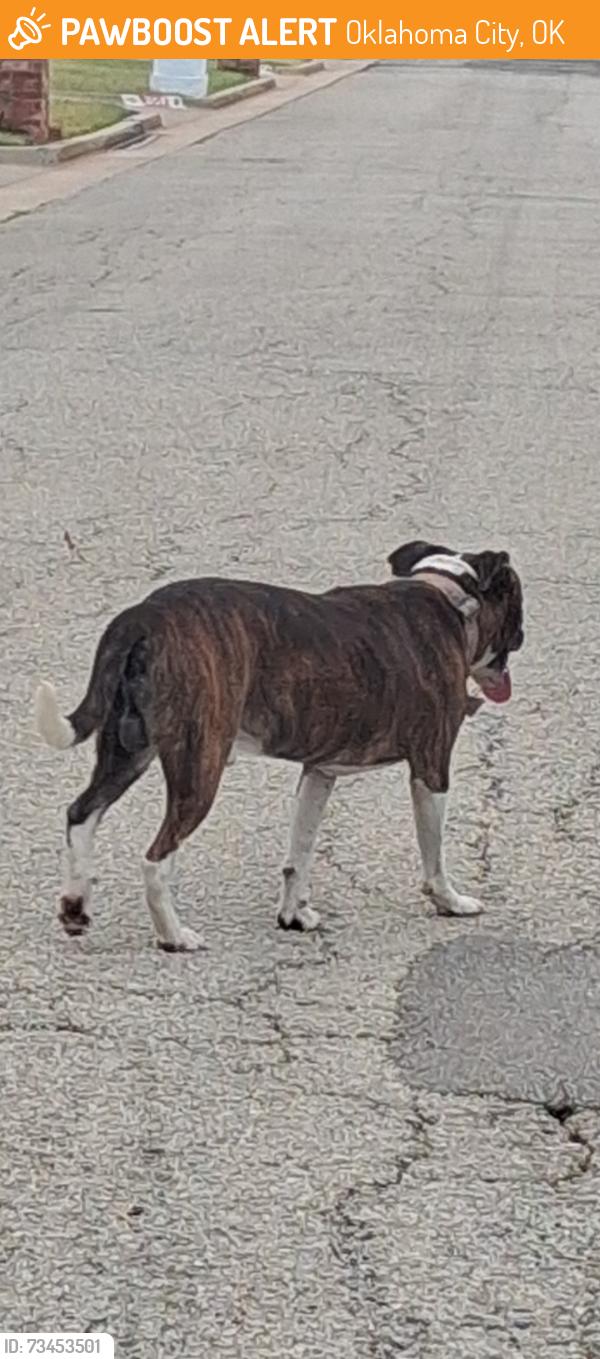 Found/Stray Unknown Dog last seen 122nd western, Oklahoma City, OK 73162