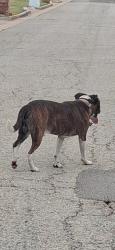 Found/Stray Unknown Dog last seen 122nd western, Oklahoma City, OK 73162