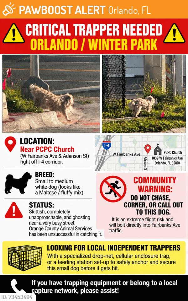 Found/Stray Unknown Dog last seen W Fairbanks Ave and Adanson St, Orlando, FL 32804