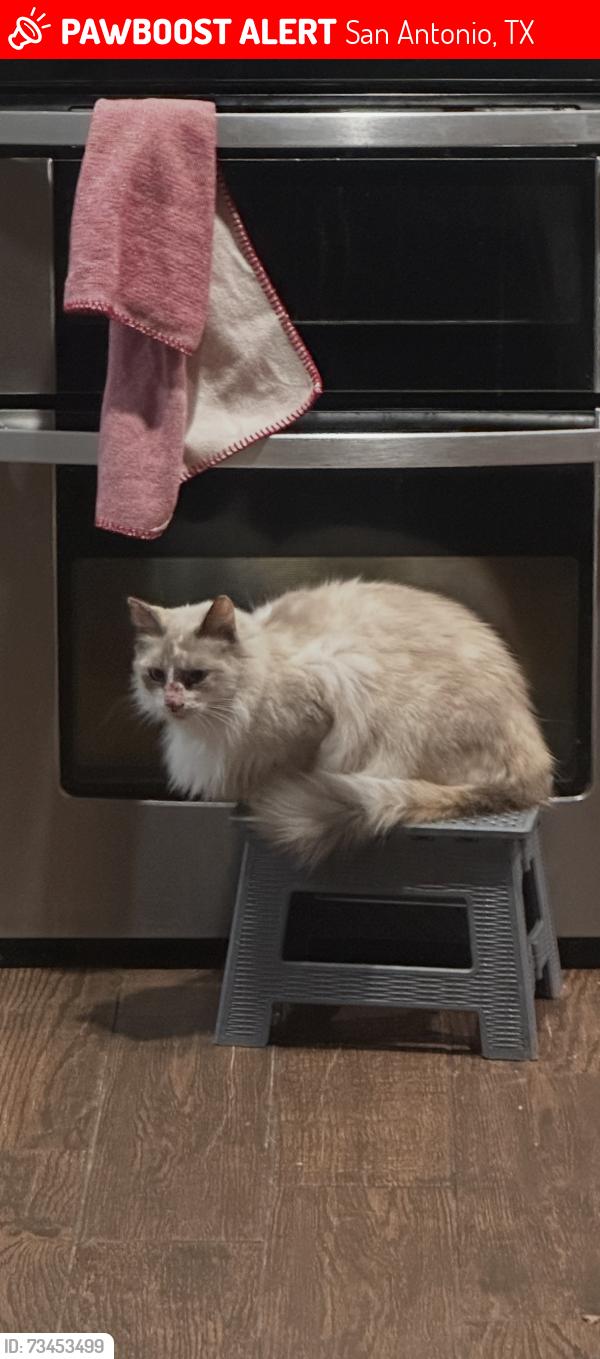 Lost Female Cat last seen Shaenfield Rd, San Antonio, TX 78254