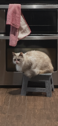 Lost Female Cat last seen Shaenfield Rd, San Antonio, TX 78254