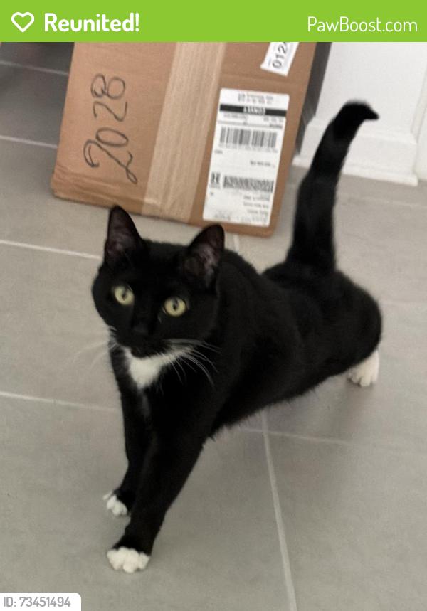 Reunited Female Cat last seen Beam Terrace in the Brentwood Neighborhood, Polk County, FL 33837