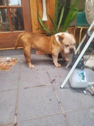Found/Stray Female Dog last seen Eagle Mountain and 10 Mile, Fort Worth, TX 76135