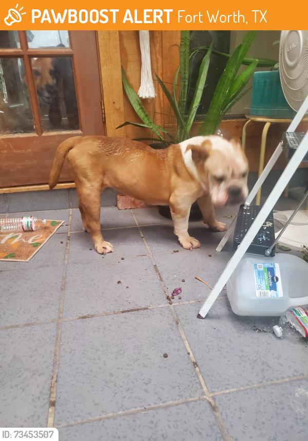 Found/Stray Female Dog last seen Eagle Mountain and 10 Mile, Fort Worth, TX 76135