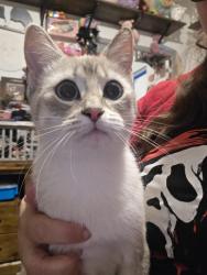 Found/Stray Female Cat last seen 112th, Vancouver, WA 98682