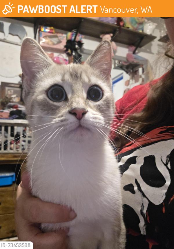 Found/Stray Female Cat last seen 112th, Vancouver, WA 98682
