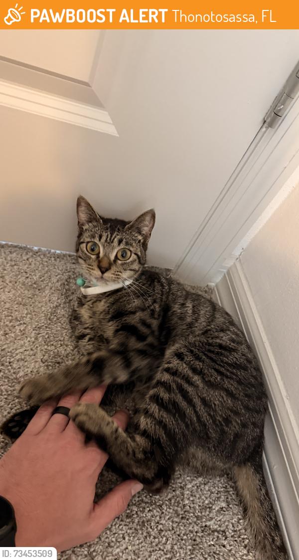 Found/Stray Unknown Cat last seen Tessa Springs apmts, Thonotosassa, FL 33592