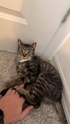 Found/Stray Unknown Cat last seen Tessa Springs apmts, Thonotosassa, FL 33592