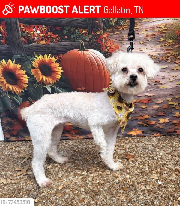 Lost Female Dog last seen Near Unity 614, Gallatin, TN 37066