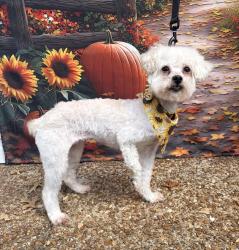 Lost Female Dog last seen Near Unity 614, Gallatin, TN 37066