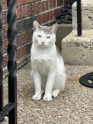 Found/Stray Unknown Cat last seen Packer Avenue, Philadelphia, PA 19145