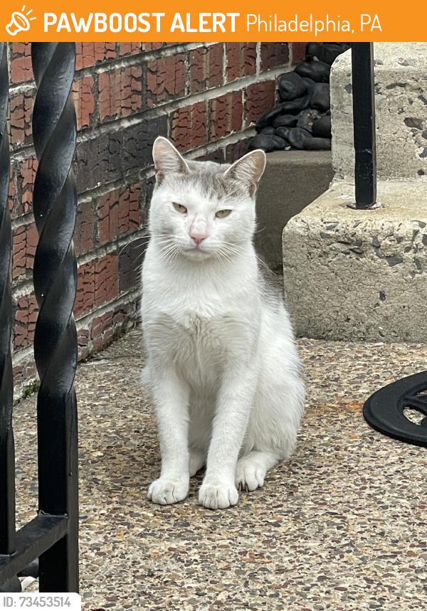 Found/Stray Unknown Cat last seen Packer Avenue, Philadelphia, PA 19145