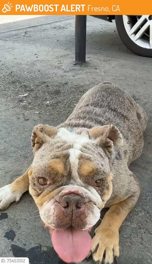 Found/Stray Female Dog last seen N Fresno St & N of Shaw Ave Fresno, CA, Fresno, CA 93710