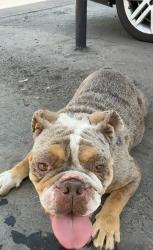 Found/Stray Female Dog last seen N Fresno St & N of Shaw Ave Fresno, CA, Fresno, CA 93710