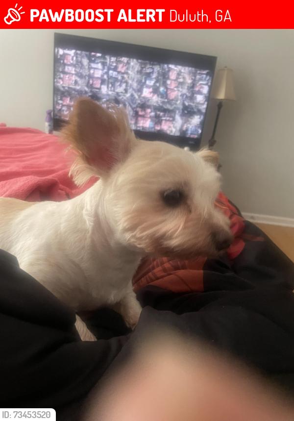 Lost Male Dog last seen Duluth highway, Duluth, GA 30096